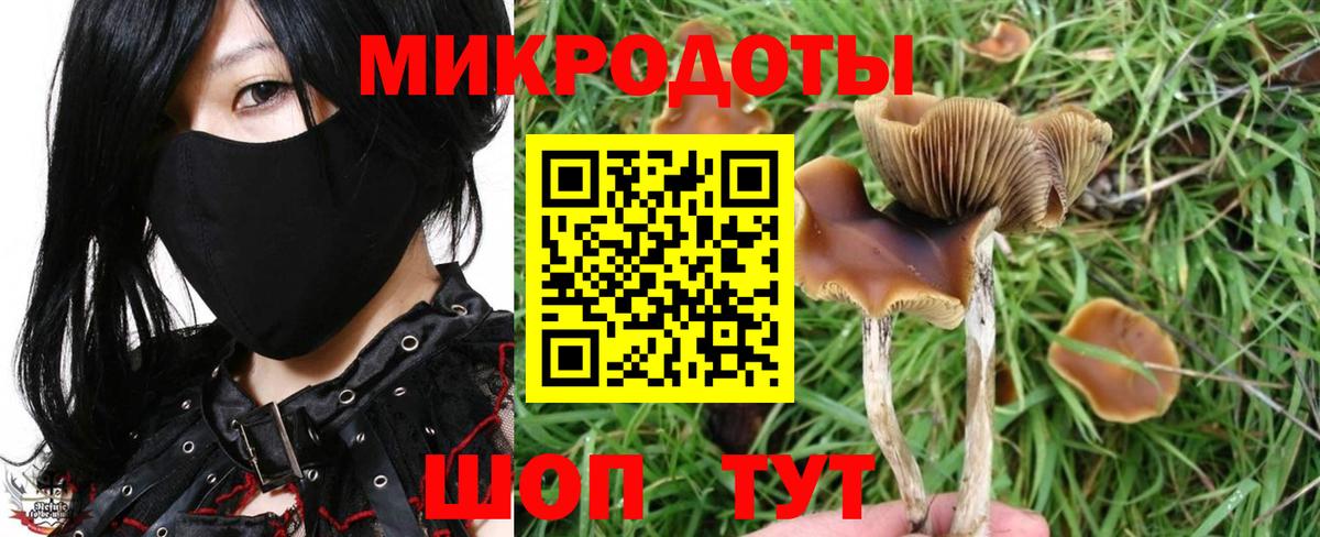 Псилоцибиновые грибы Psilocybe Батайск